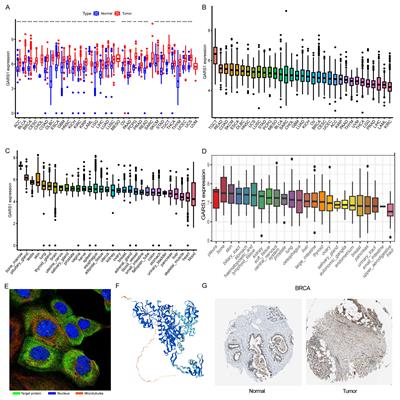 Frontiers | Transcriptome Sequencing And Single-cell Sequencing ...